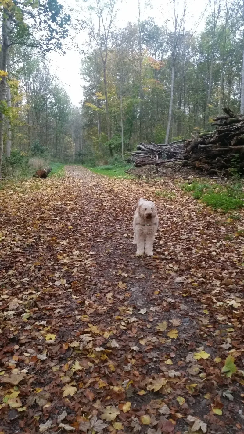 Uggeløse Skov billede 2