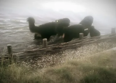 Bøndernes Hegn Aldershvile Skov billede 3