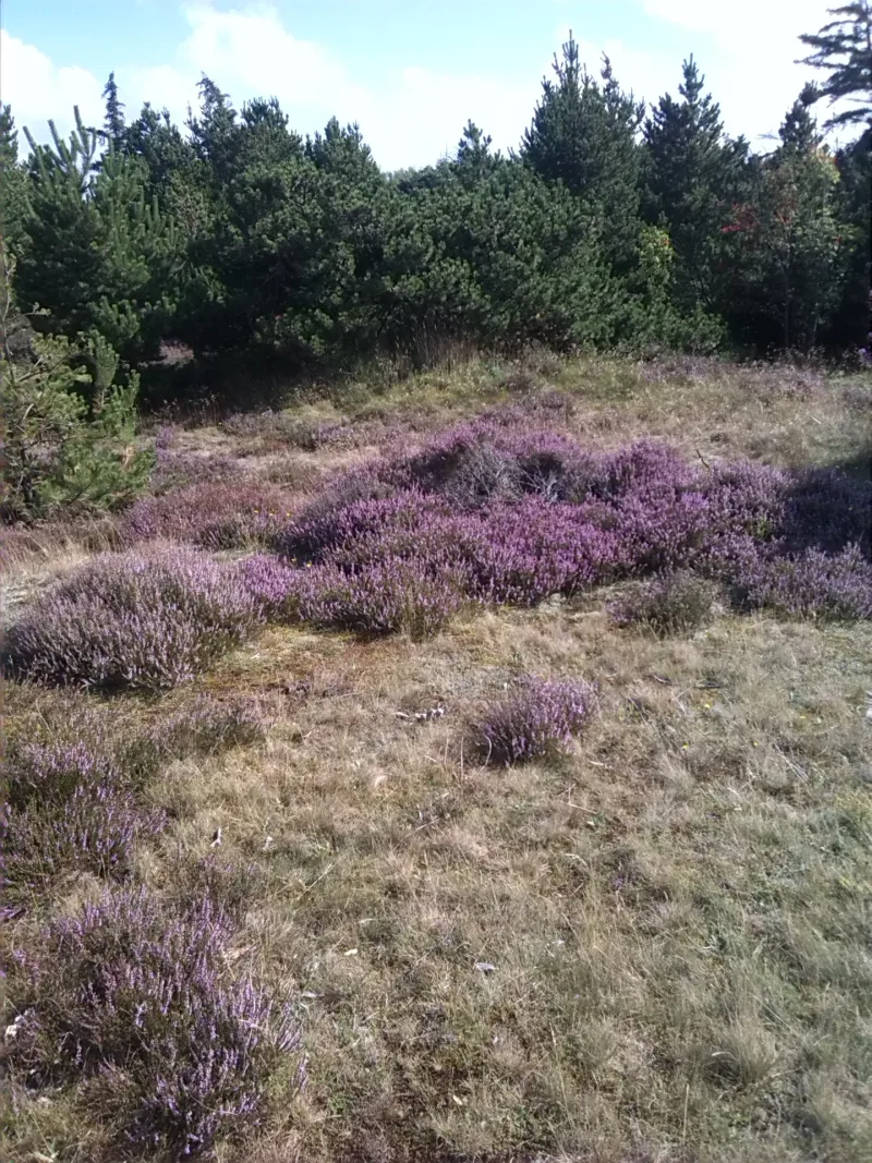Fanø Plantage Hundeskov flere billeder