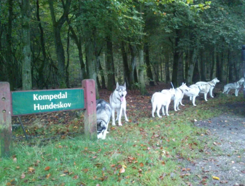 Kompedal Hundeskov billede 1