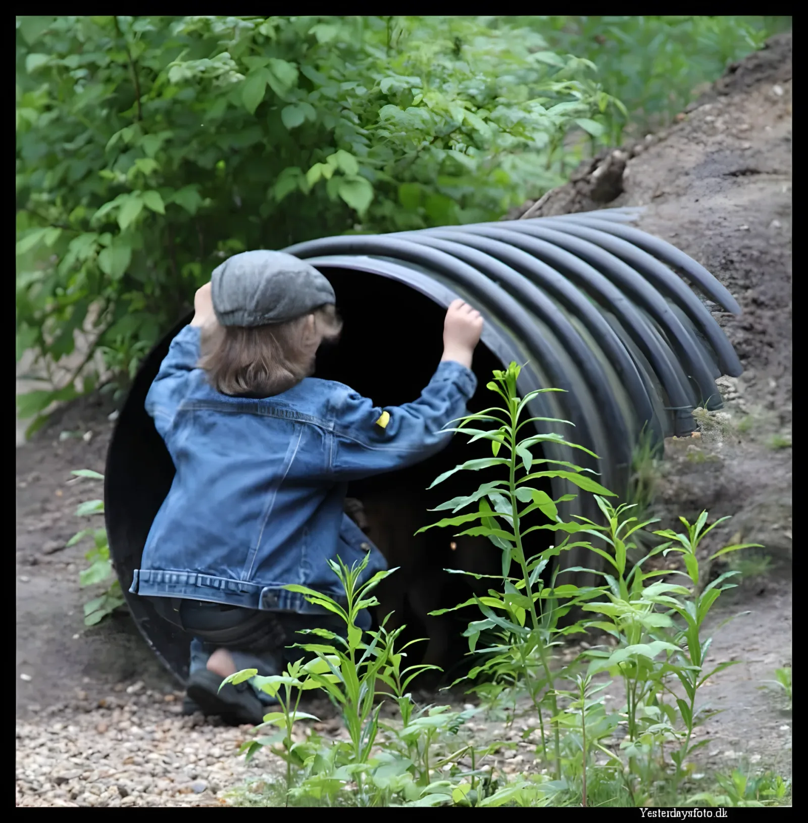 Borbjerg Plantage (Tinkerdal Hundeskov) billede 1