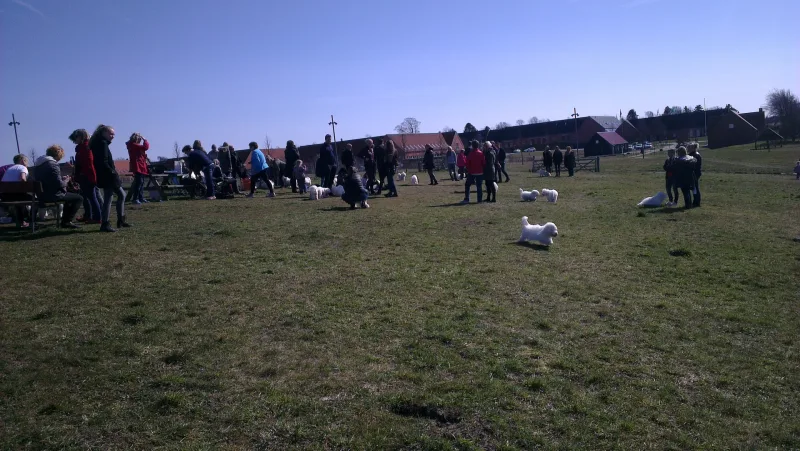 Hundemark i Mulighedernes Park billede 2
