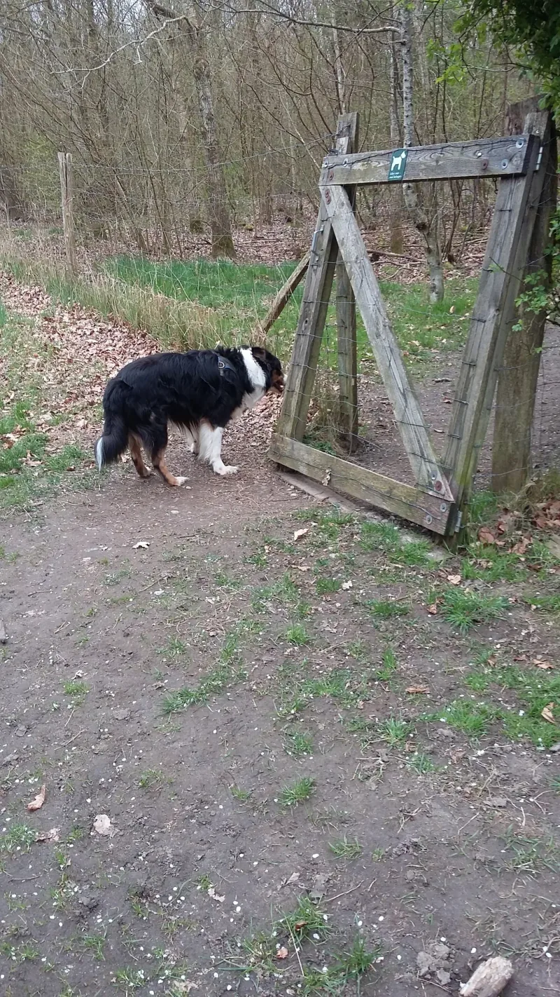 True Skov, Skjoldhøjvej billede 4