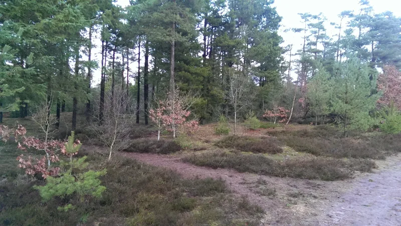 Østerild Klitplantage Hundeskov billede 2