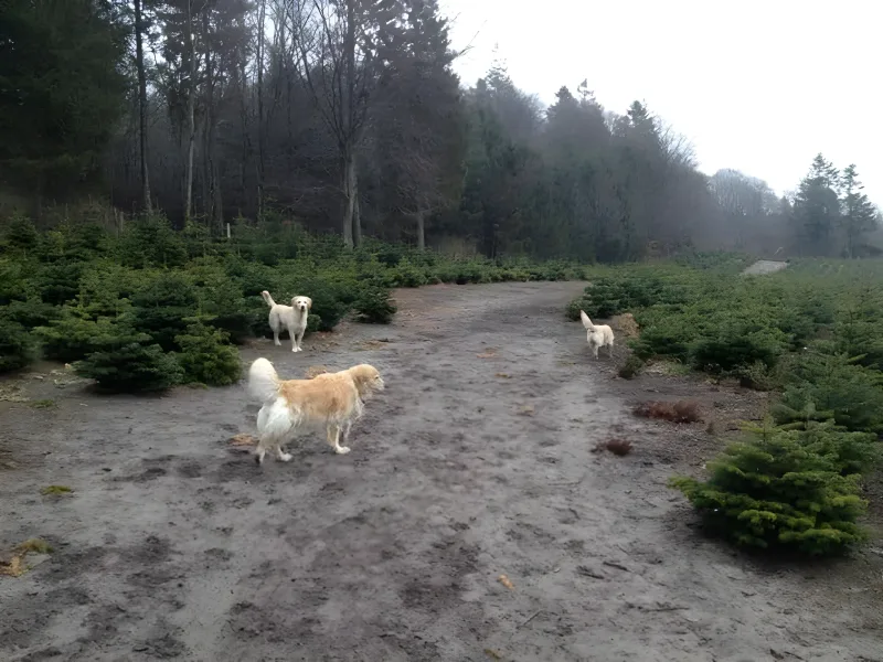 Sømosen Hundeskov (Dronninglund Storskov) billede 2