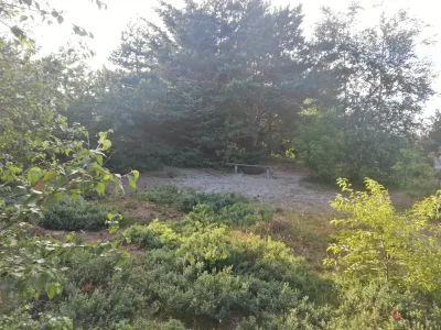 Blåbjerg Klitplantage, Lønne billede 3