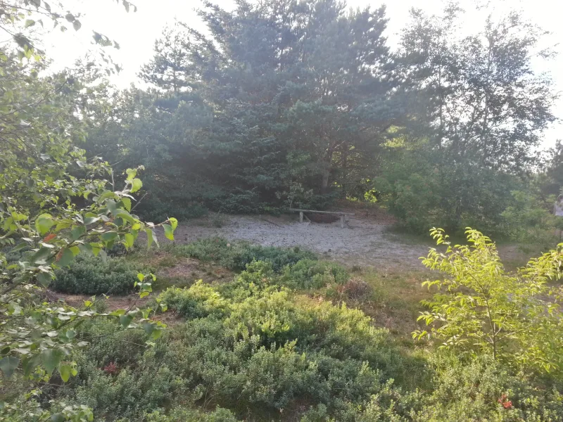 Blåbjerg Klitplantage, Lønne billede 3