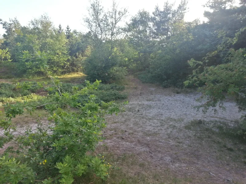 Blåbjerg Klitplantage, Lønne billede 2