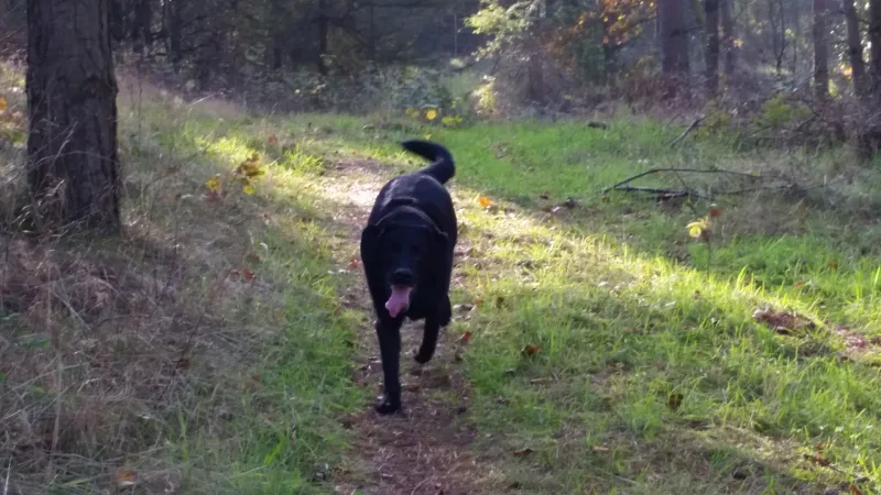 Hadsund Lilleskov Hundeskov flere billeder