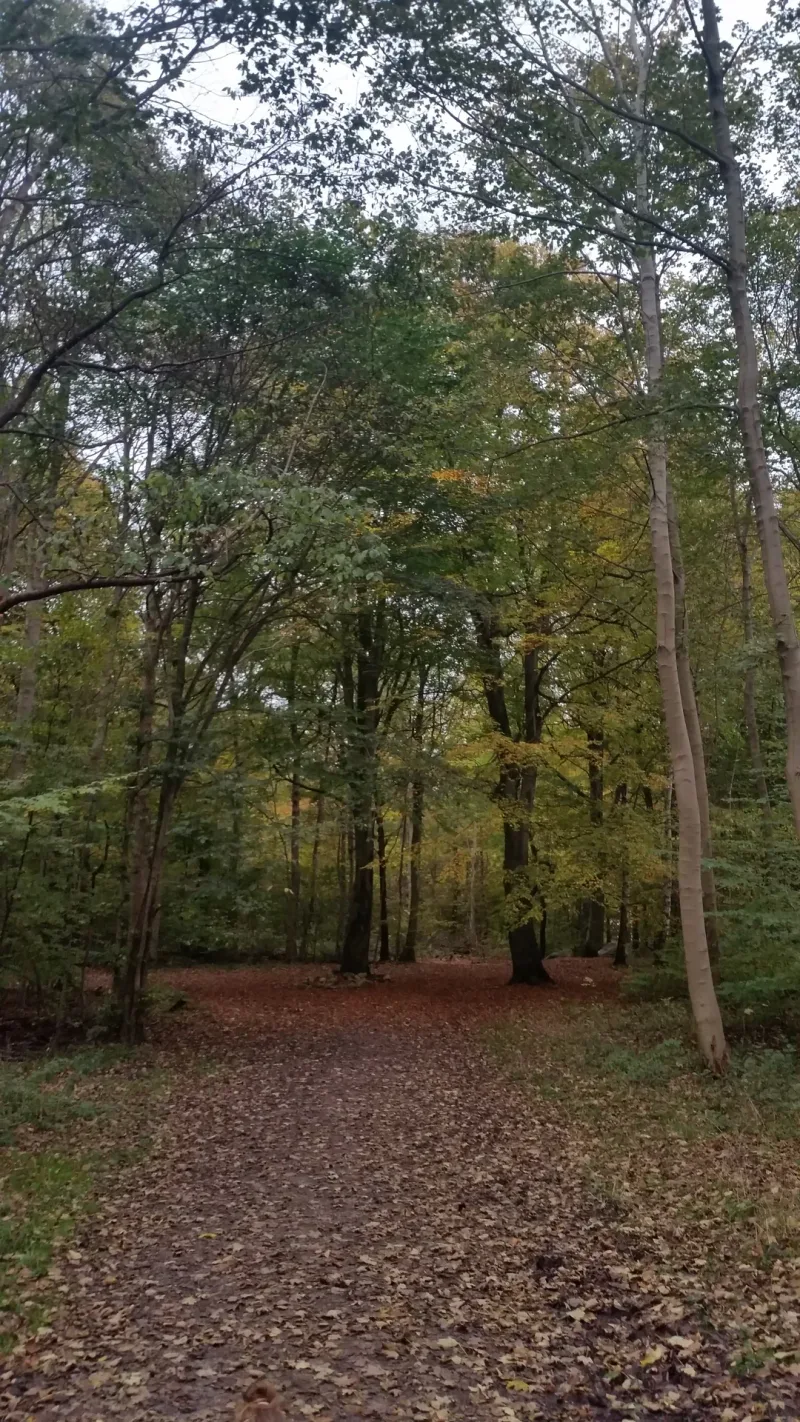 Uggeløse Skov billede 3