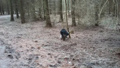 Brendstrup Skov billede 2