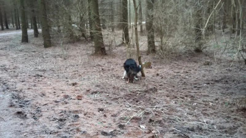Brendstrup Skov billede 2