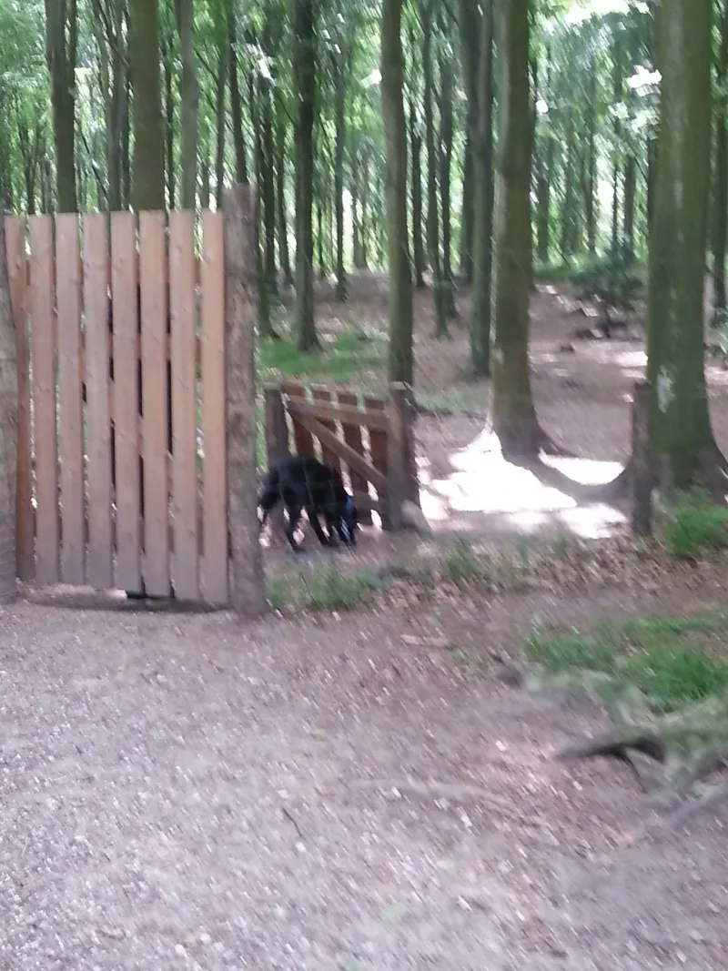 Egedal skov billede 1