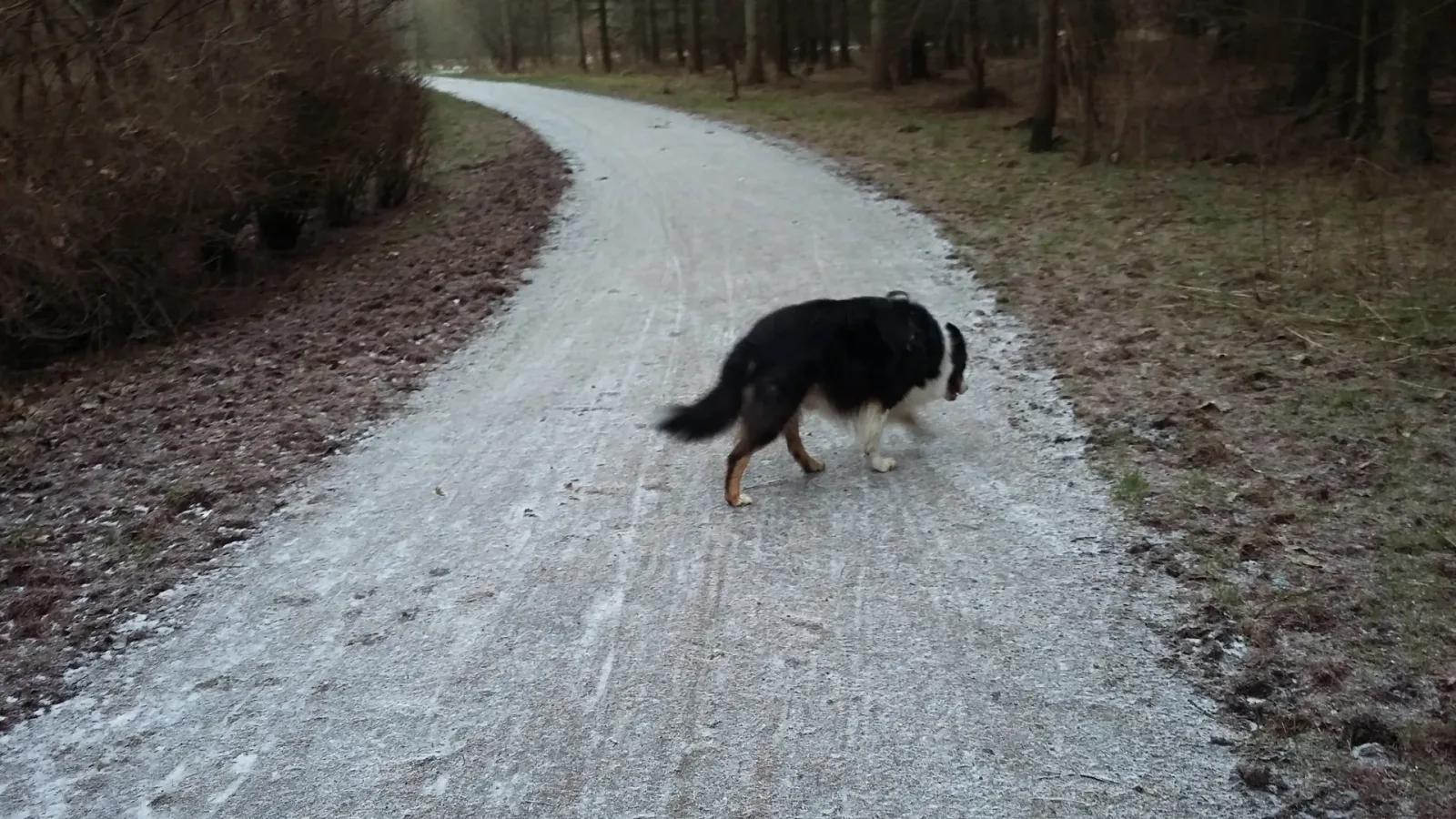 Brendstrup Skov billede 1