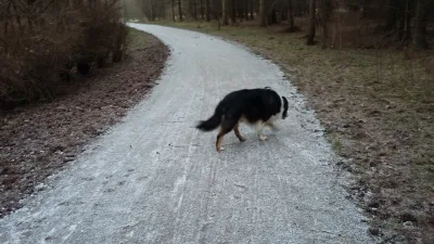 Hundeskov Brendstrup Skov