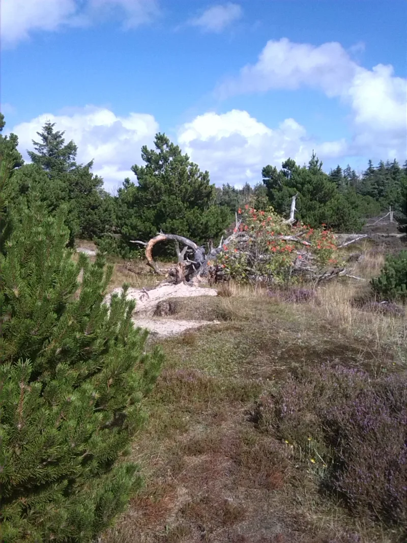Fanø Plantage Hundeskov billede 2