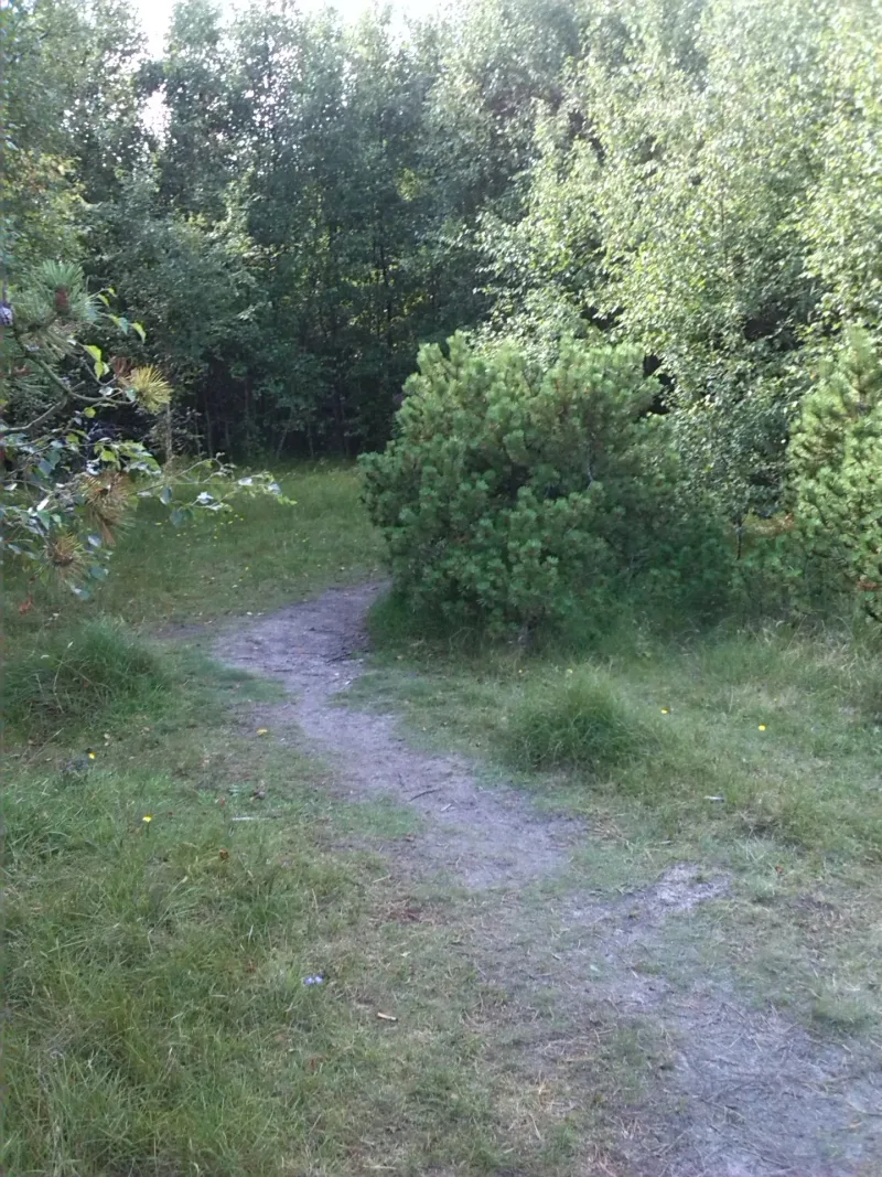 Fanø Plantage Hundeskov billede 1