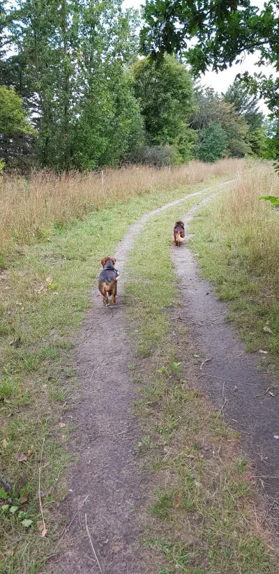 Hjørring Bjerge - hundemark billede 3