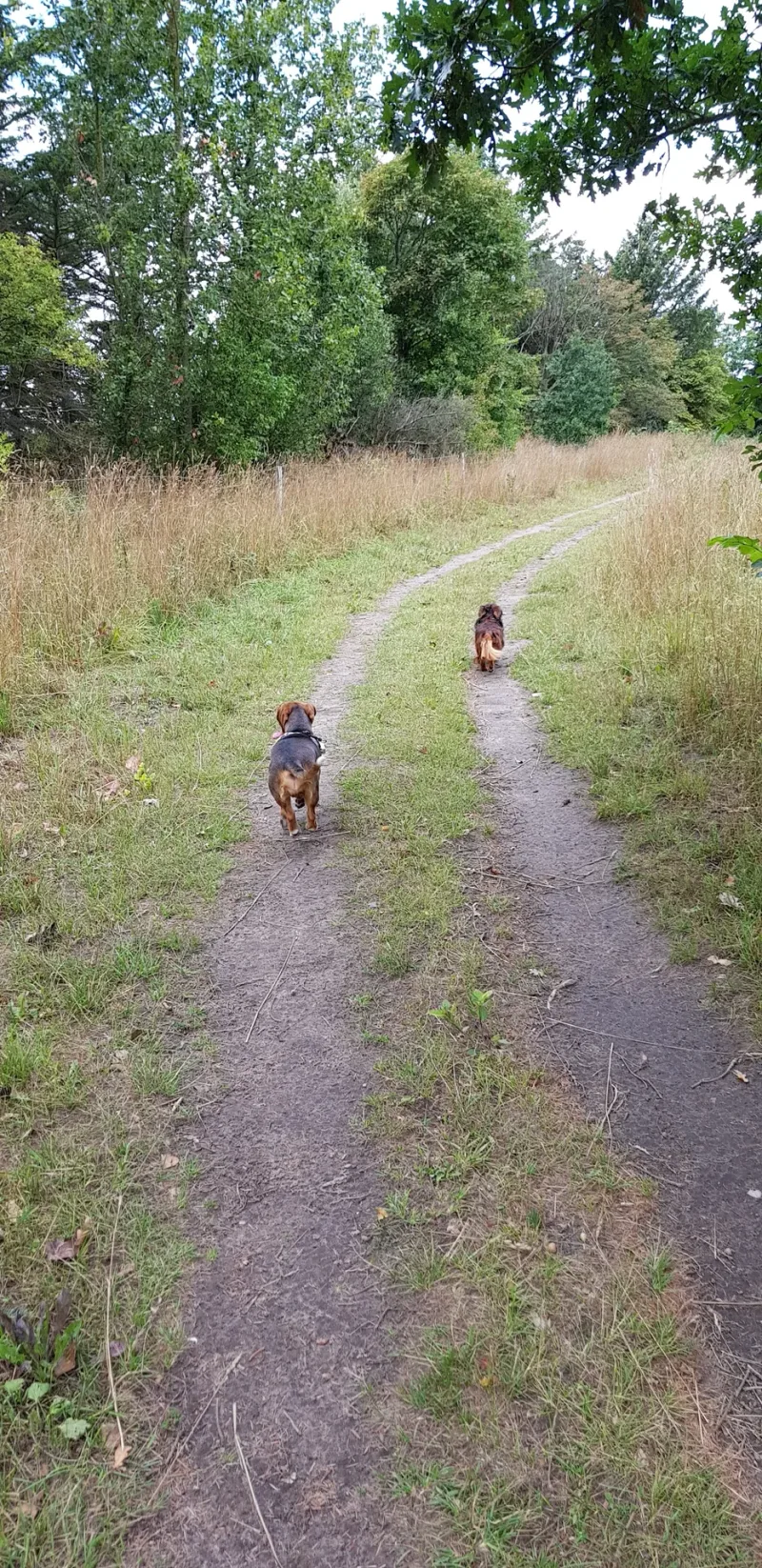 Hjørring Bjerge - hundemark billede 3