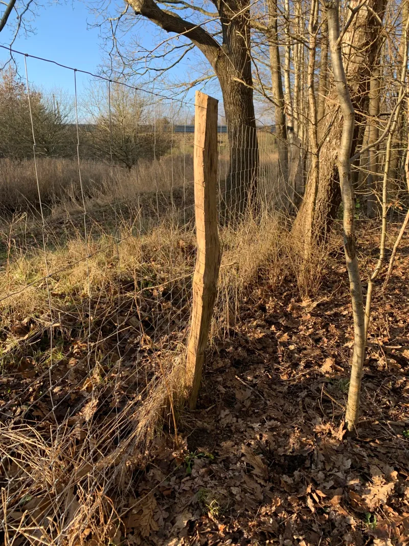 Vamdrup Hundelund (hundeskov) flere billeder