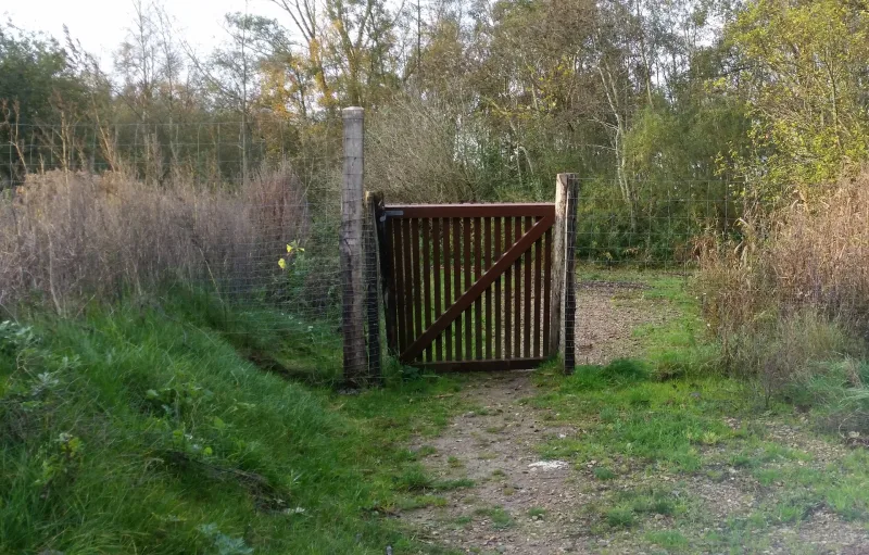 Vinderup Skov billede 2