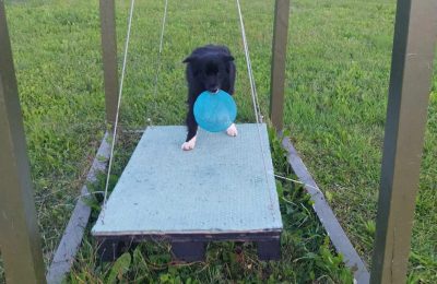 Hundeskov Hundehjertets aktivitetsbane